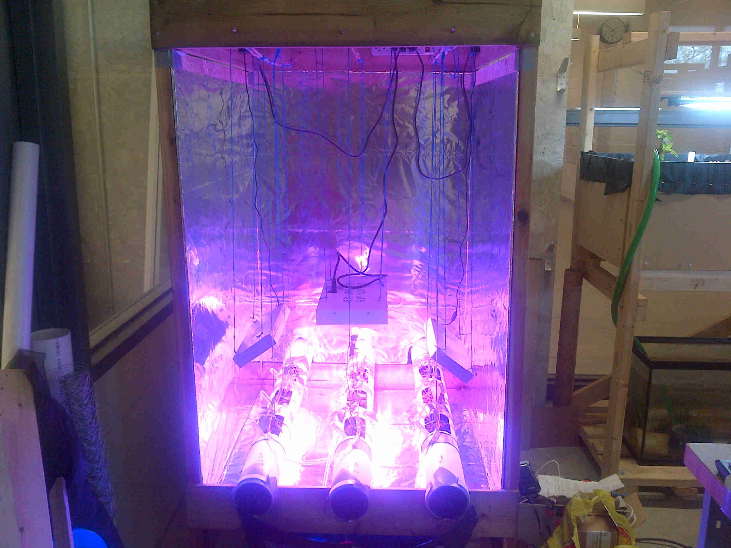 Fig 3: hydroponic system - day 1 (lights on).